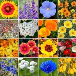 Park Seed Wildflower Garden Mixture for Pollinators – Dry Places Mix, 50 lbs
