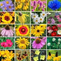 Park Seed Wildflower Garden Seeds Mixture for Pollinators – Midwest Regional Mix, 25 lbs