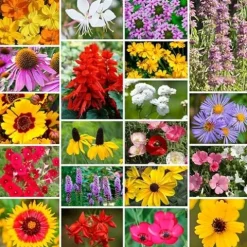 Park Seed Wildflower Garden Seeds Mixture Southeast Regional Mix 50 lbs