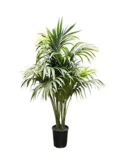 Simply Trees Kentia Palm Indoor House Plant 6-7 Feet Green