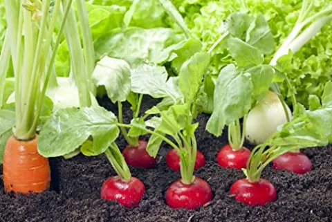 Soil Moist SAP Super Absorbent Polymer Water Retaining Crystal for Plants White 45 Pounds