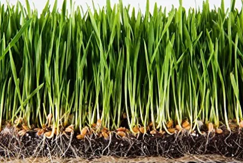 Soil Moist SAP Super Absorbent Polymer White 45 Lb.