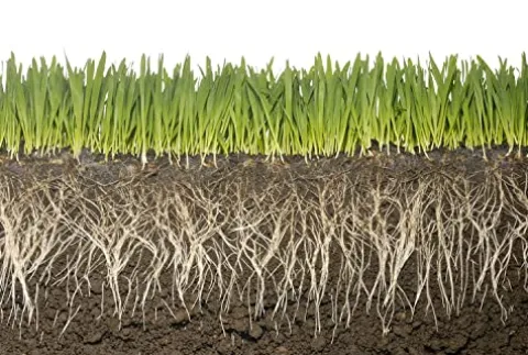 Soil Vigor Plant Survival Solution Without Water (45 Pounds) White