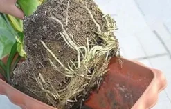 Soil Vigor Plant Survival Solution Without Water (45 Pounds) White