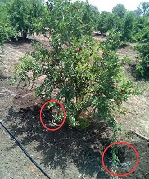 Soil Vigor Plant Survival Solution Without Water (45 Pounds) White