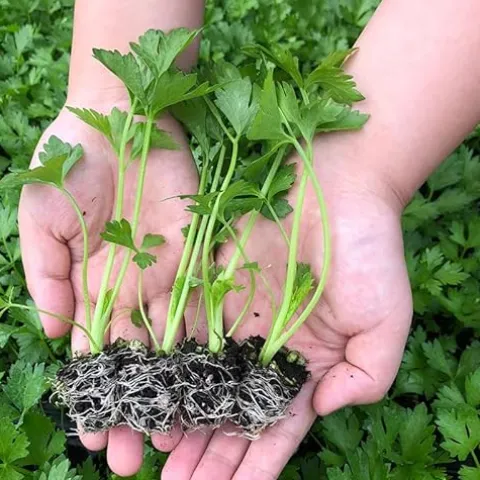 Soil Vigor Potassium SAP for Efficient Watering and Fertilization 40 Pounds