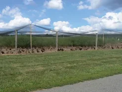 Stromberg’s 1″ Knotted Game Bird Netting Black – Heavy Duty, UV-Resistant, 85 lb Break Strength, 50′ x 100′