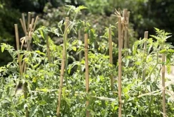 SuperMoss Bamboo Plant Stakes 24” Natural 1,000Pk