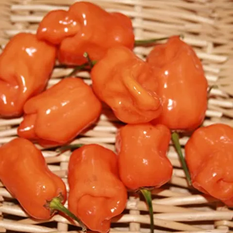 Sustainable Seed Company Organic Orange Habanero Hot Pepper Seeds 1 Lb Non-GMO Heirloom