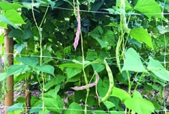 Tenax HORTONOVA LM 79″ x 3280 White