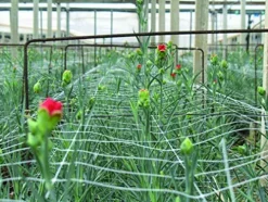 Tenax HORTONOVA LM 79″ x 3280 White