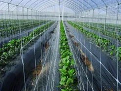 Tenax HORTONOVA LM 79″ x 3280 White