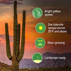 The Cactus Outlet Live Saguaro Cactus 2′ Green