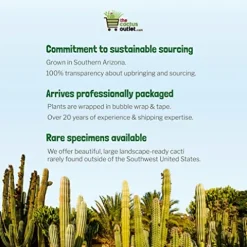 The Cactus Outlet Live Saguaro Cactus 2′ Green