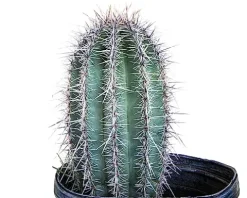 The Cactus Outlet Live Saguaro Cactus 2′ Green