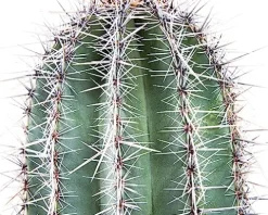 The Cactus Outlet Live Saguaro Cactus 2′ Green