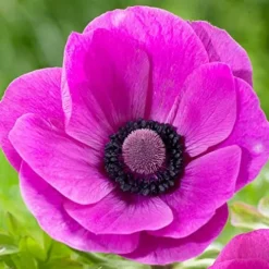Votaniki Anemone De Caen Sylphide Bulbs – Pink Perennial Flowers (500 Pack)